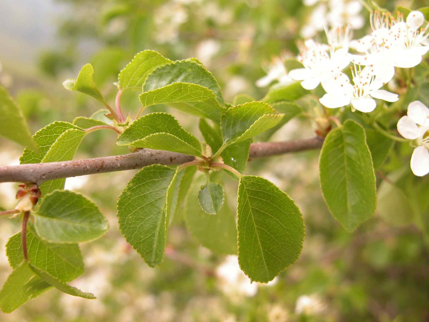 Cherry, St. Lucie's leaf